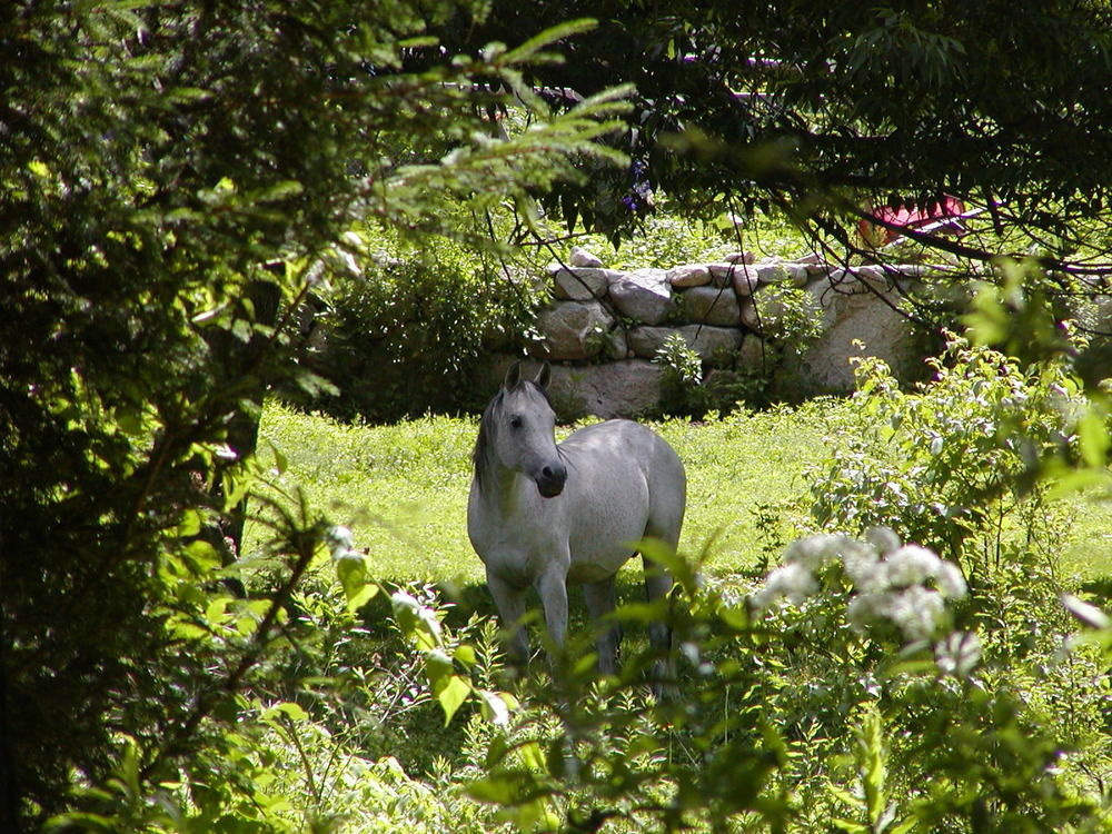 Arabian Horse Inn Sudbury Esterno foto
