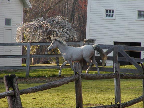 Arabian Horse Inn Sudbury Esterno foto
