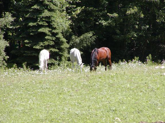 Arabian Horse Inn Sudbury Esterno foto