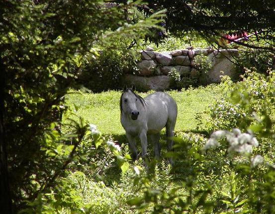 Arabian Horse Inn Sudbury Esterno foto