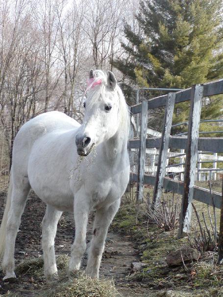 Arabian Horse Inn Sudbury Esterno foto